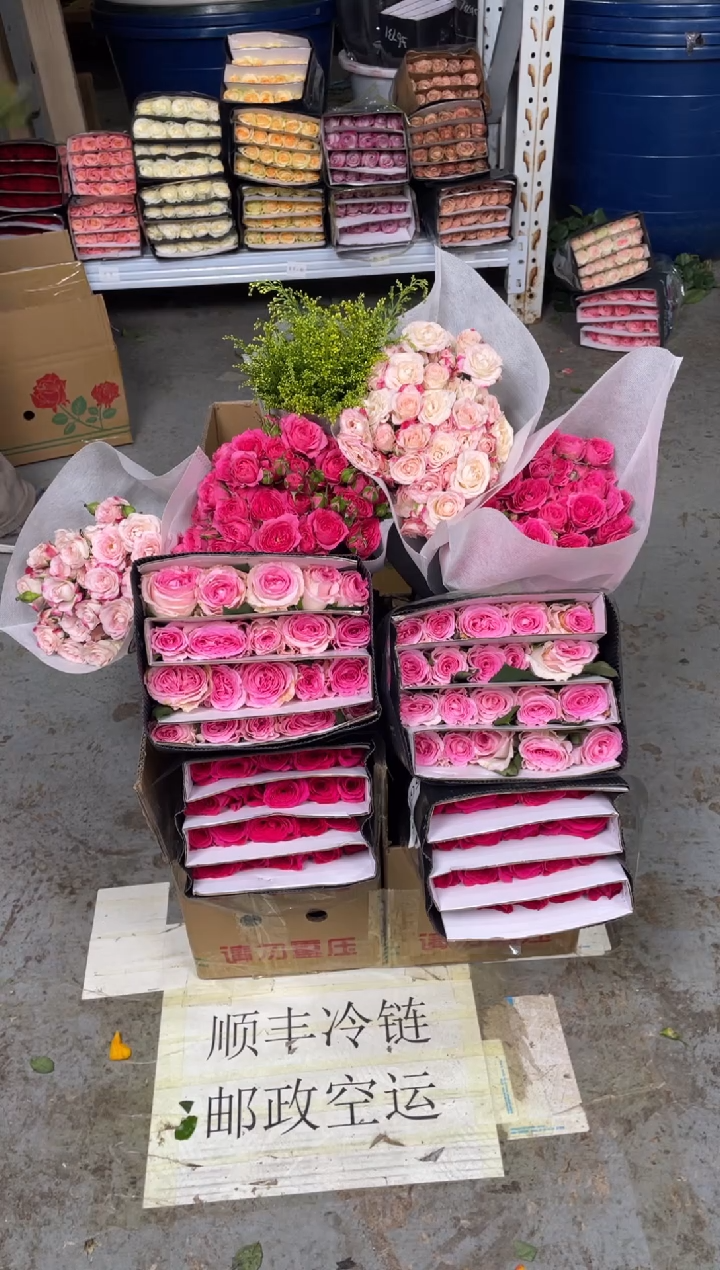 佛洛依德20枝+洛神20枝+苏菲10枝+折射10枝+黄莺