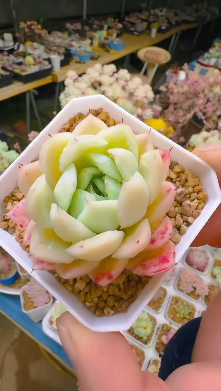 艺—176—仙农（钻石）