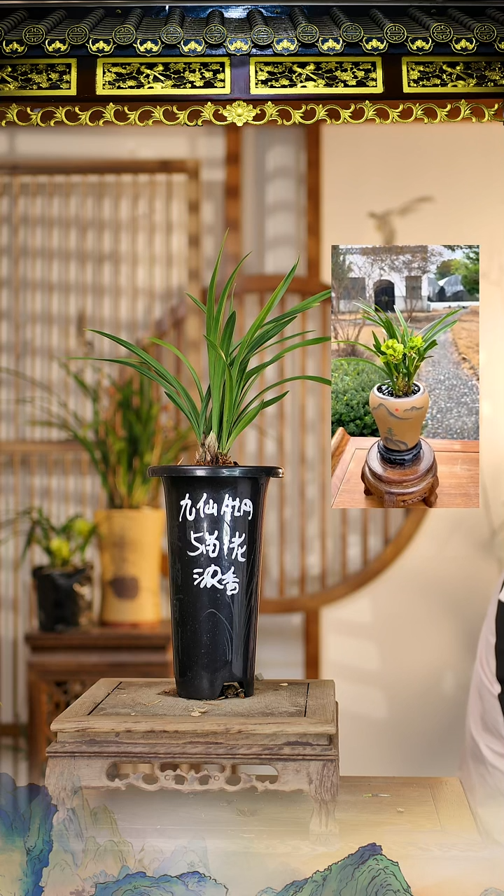 全部花苞九仙牡丹带花苞