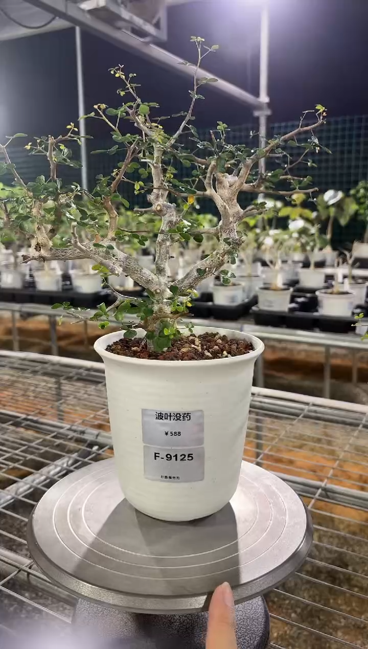 波叶没药F-9125    