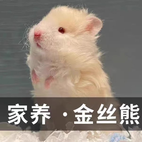 【温顺包活15天】家养精品宠物可爱长毛金丝熊情侣一对紫仓三线布丁