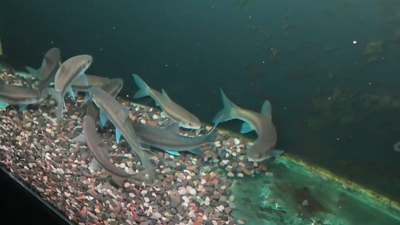 闪购链接吉罗鱼1