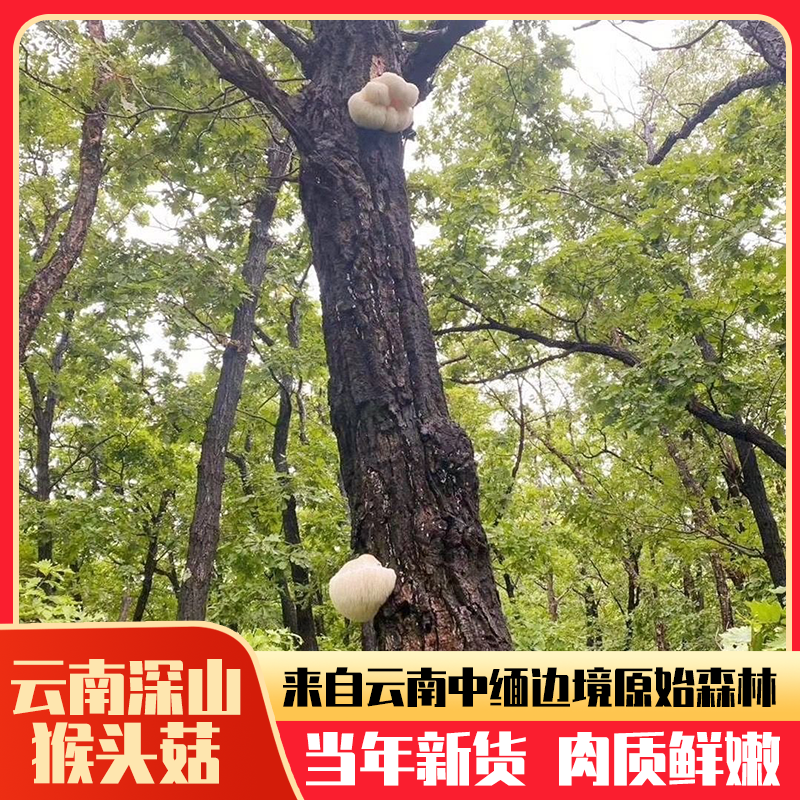 云南深山精品猴头菇野生怎么吃新鲜猴头菇干货煲鸡汤打粉