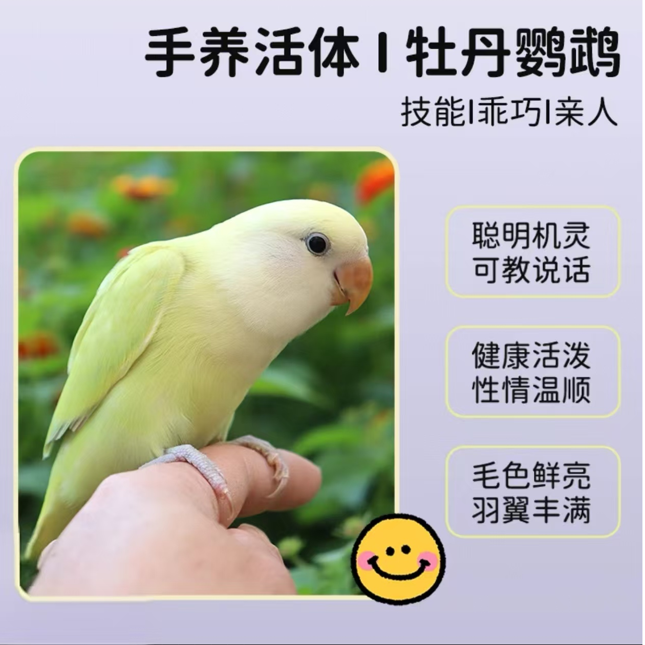 特色新奇鸟宝宝桃面牡丹手养亲人牡丹可爱萌宠宠物鸟