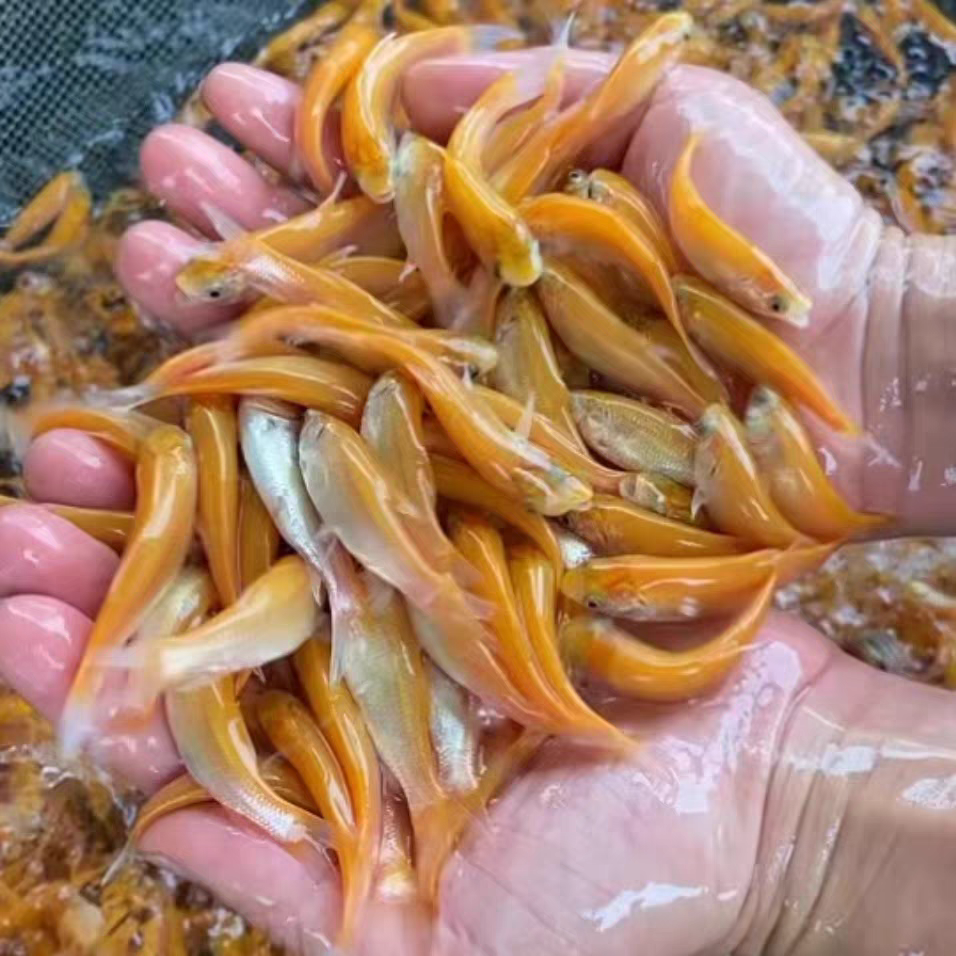 俄罗斯金丝草冷水观赏鱼好养易活