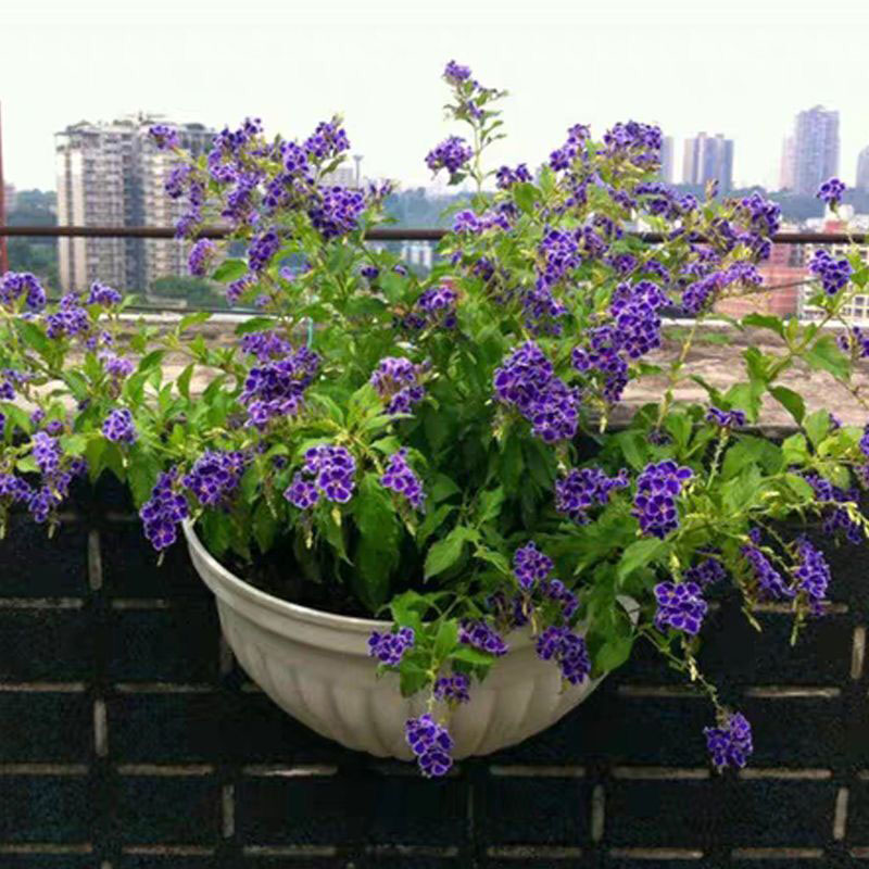 丛生蕾丝金露花带花苞四季开花好养耐热耐晒