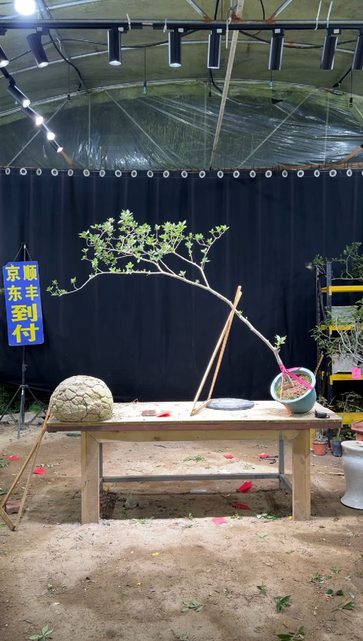 无花朵叶****8海岛栀子花