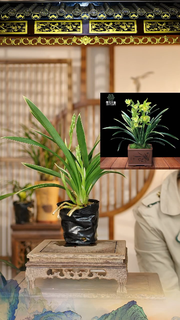 全部花苞金如意2花