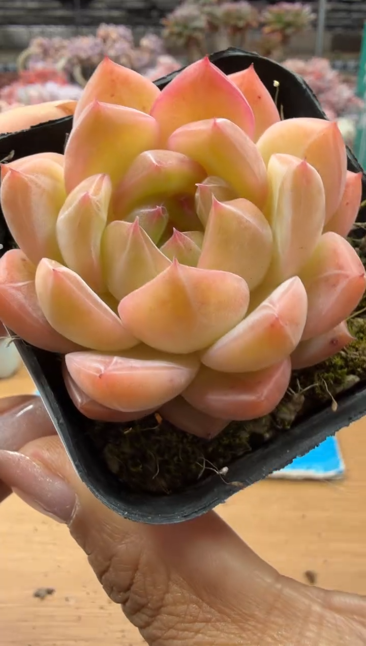 东云多肉园二店-83