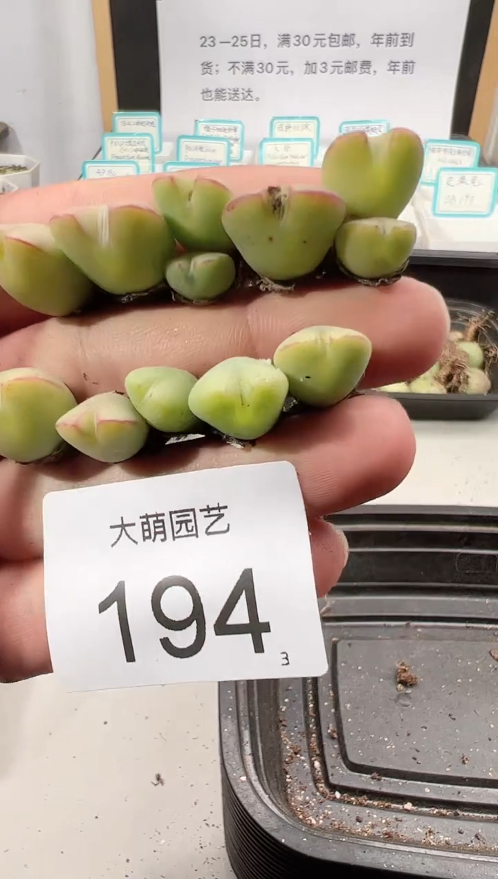 【闪购商品】++++194