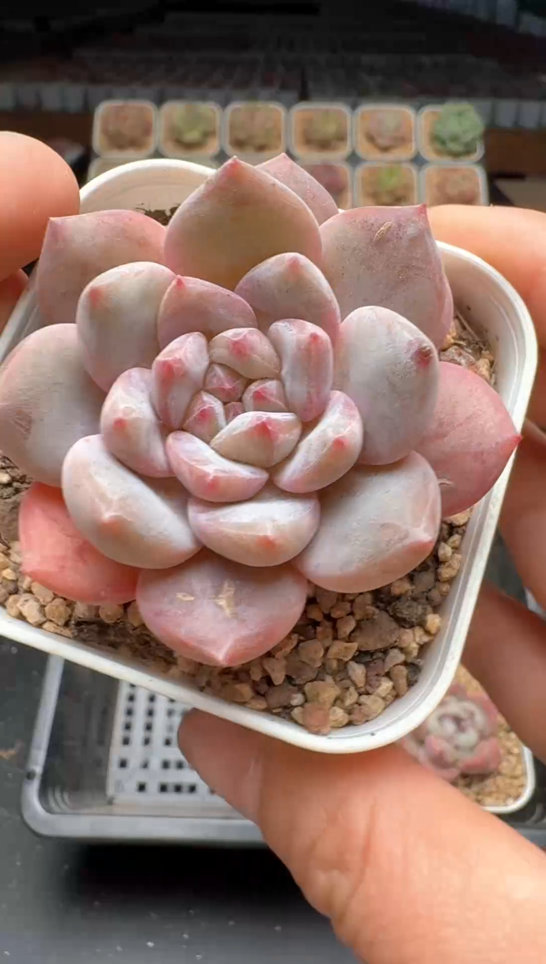 【闪购商品】370号 珍妮杂交多肉 花卉植物