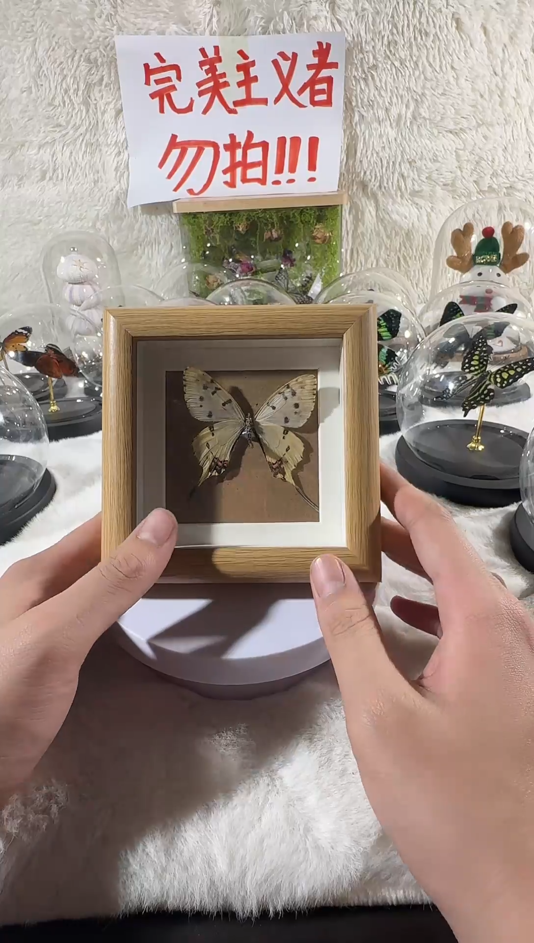 木丝带凤蝶精致小框  