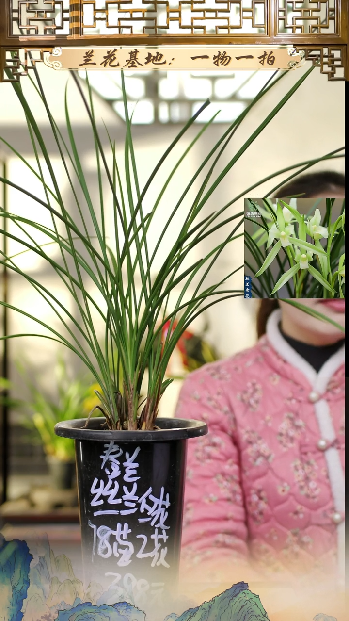 全部花苞丝兰素花