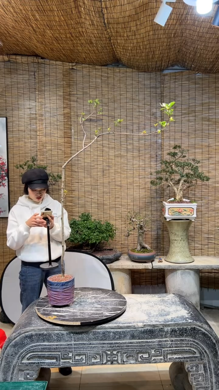 【闪购商品】春花盆景