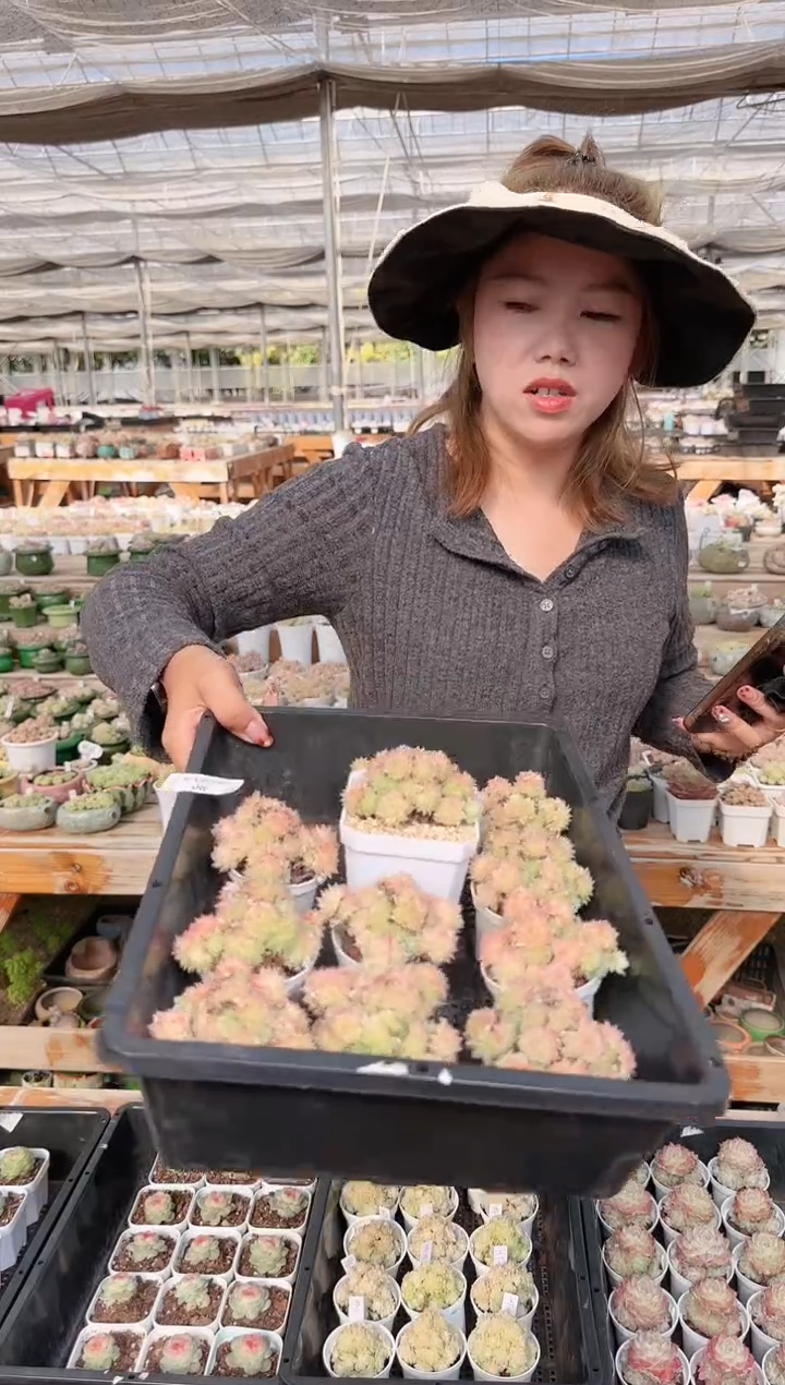 1219-08多肉量拍任意发一颗群生不包整