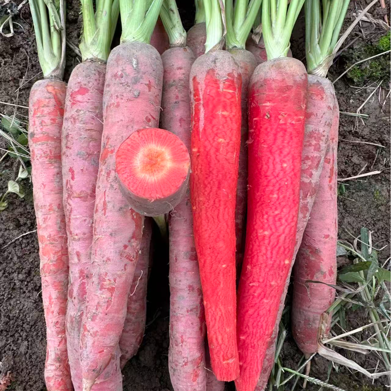 胡萝卜 本地老品种胡萝卜