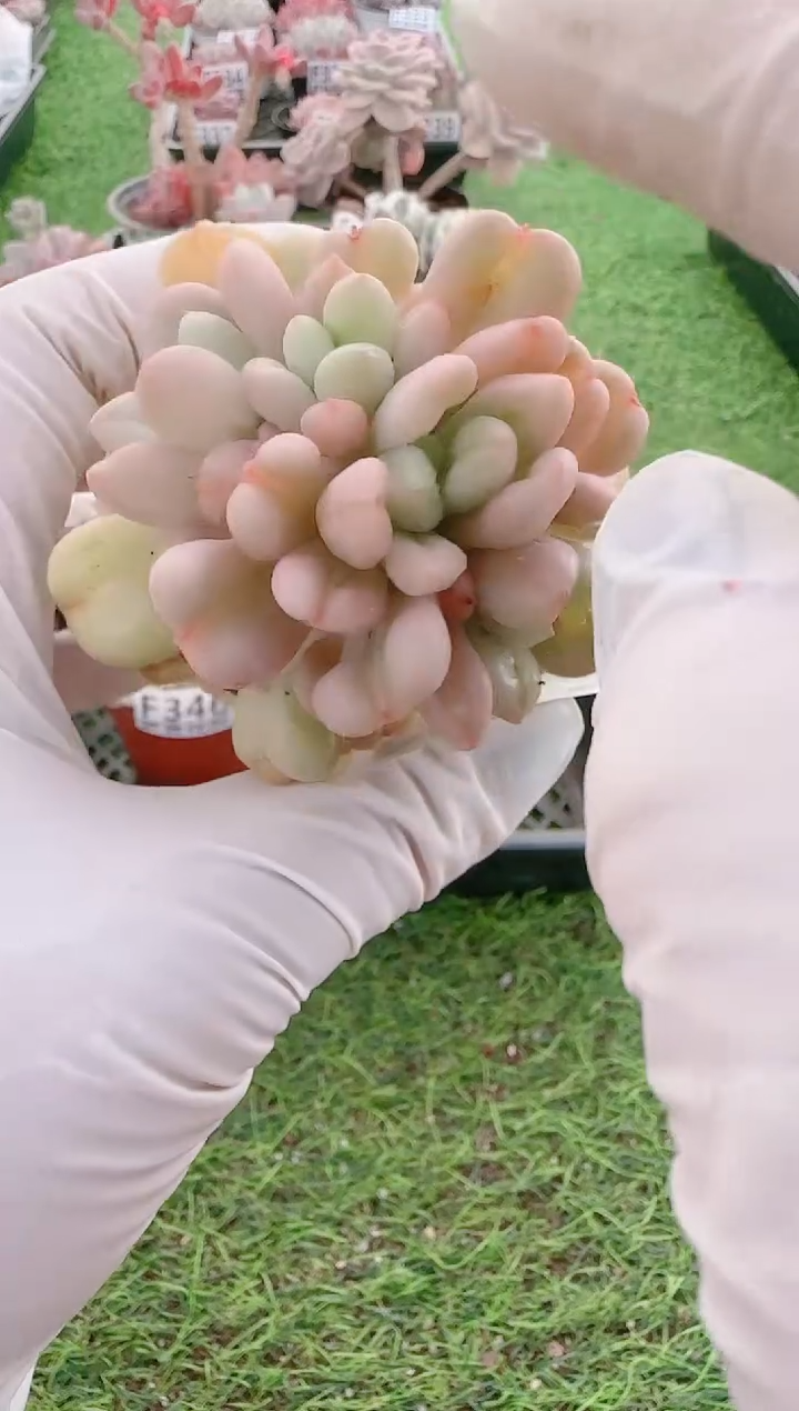 【闪购商品】梦会多肉一物一拍