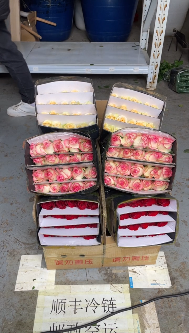 高原红20枝+艾沙20枝+香槟20枝