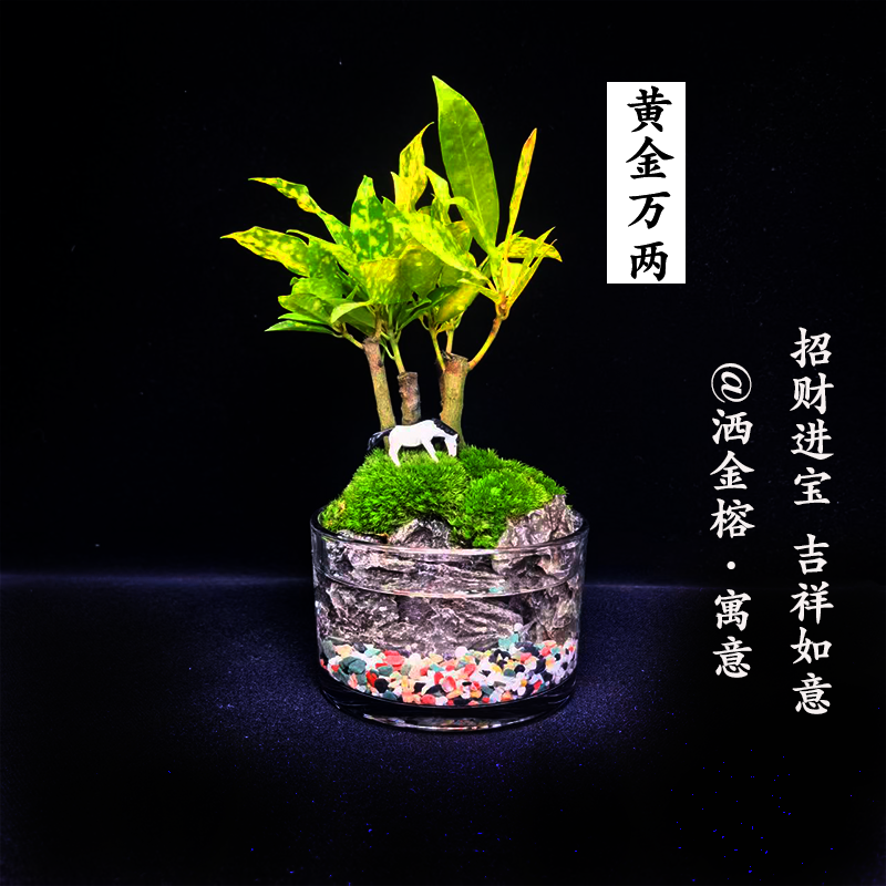 黄金万两～【13*8cm】洒金榕盆栽旺财植物四季好养变叶木老桩