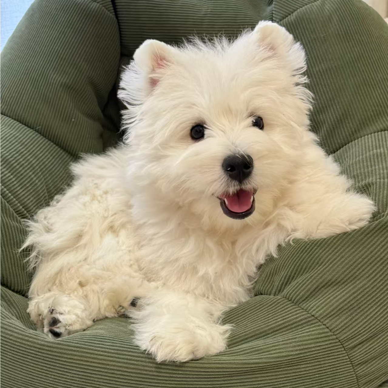 狗狗所见即所得，没有其他任何收费