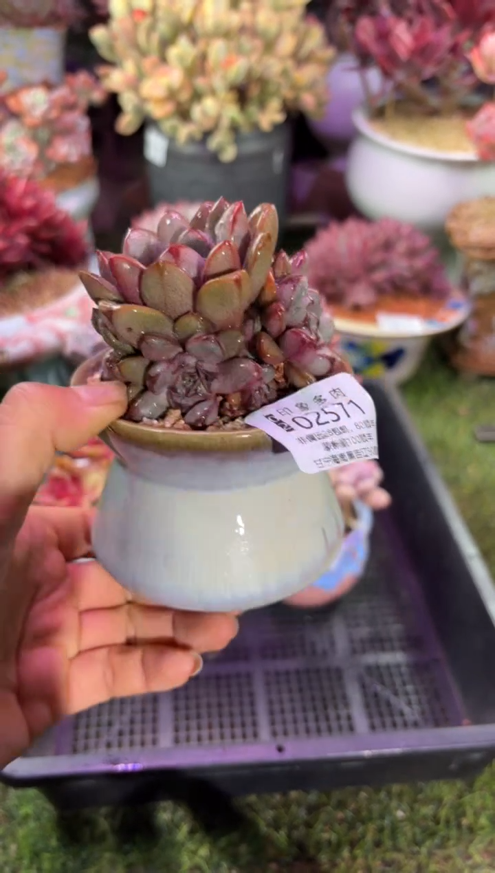 【闪购商品】02571