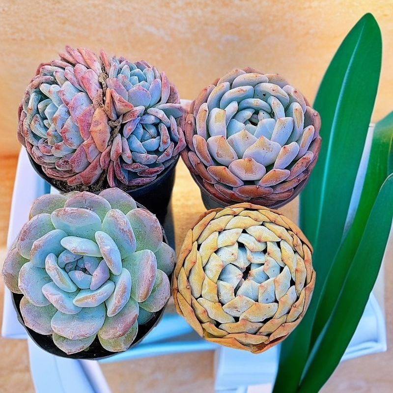 福利款橙梦露4颗 各种颜色单头起 带盆发 多肉【满15包邮】 精控