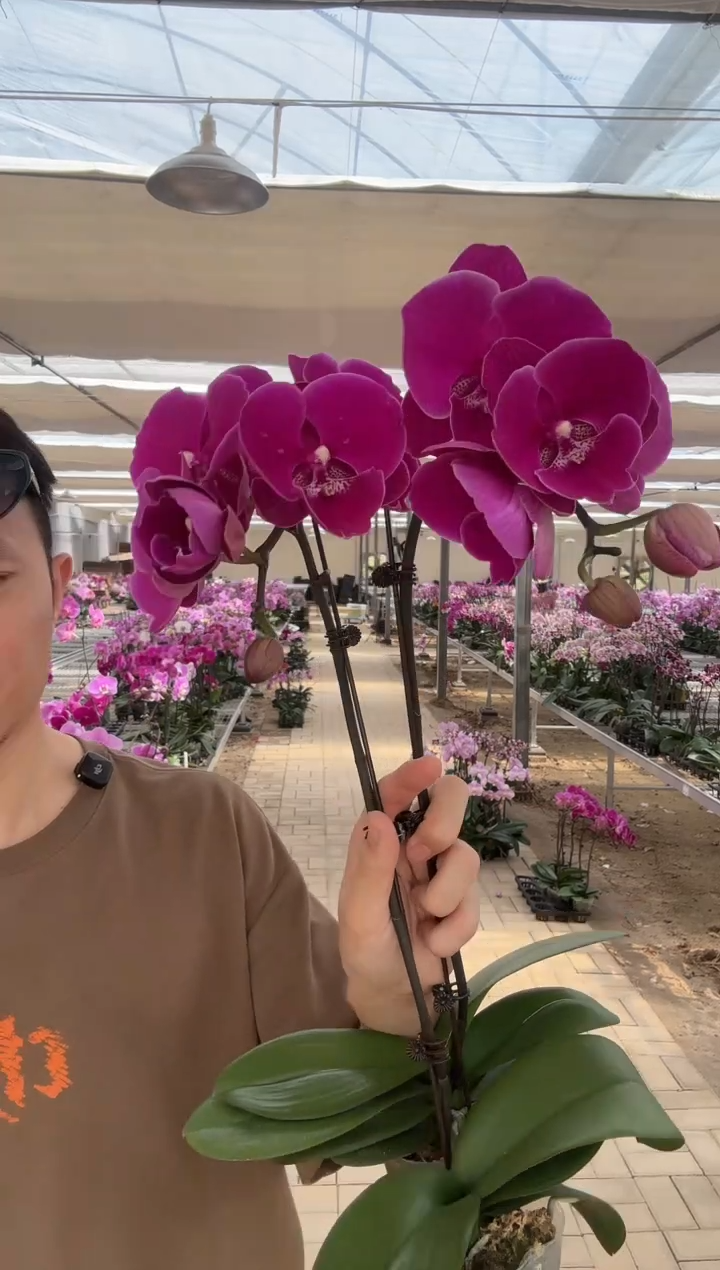 完全开放火鹤两颗装 