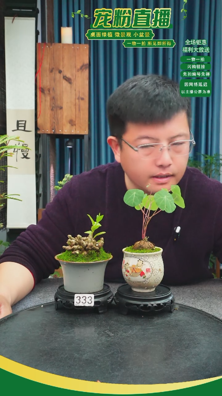 无花朵指***?苔藓微景观333号
