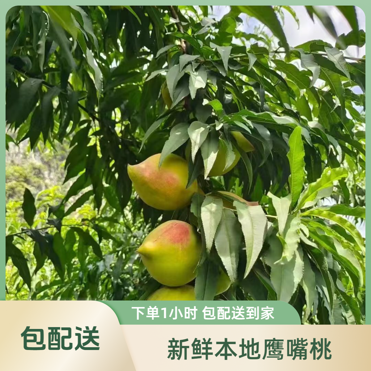 【新鲜鹰嘴桃】柳州市区1小时包送到家 鹰嘴桃同城送广西壮族自治区