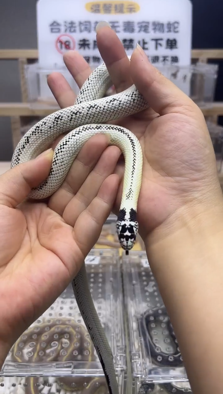 豹纹守宫精品高白王亚成（公）