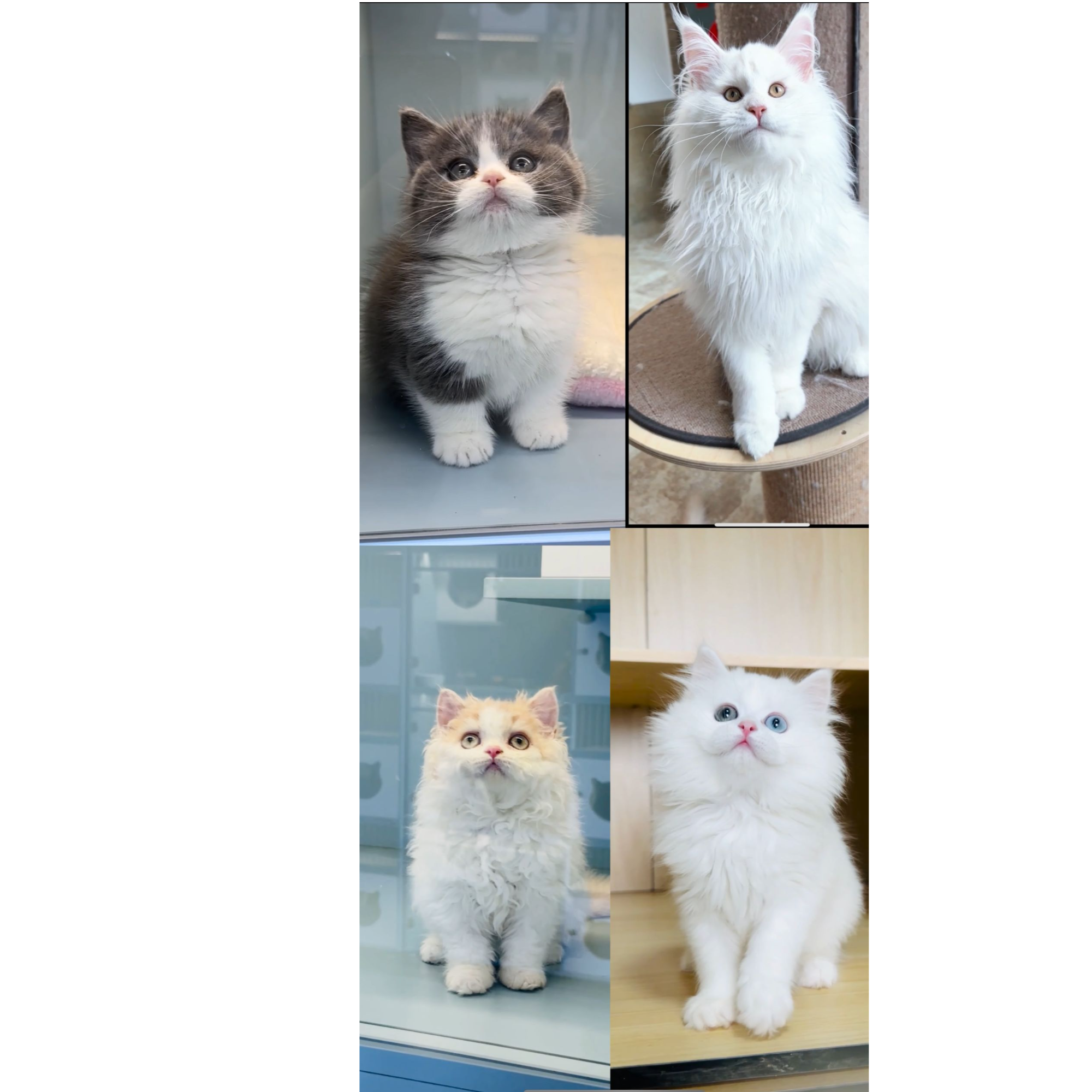 家富说猫活体猫咪通用链接B组