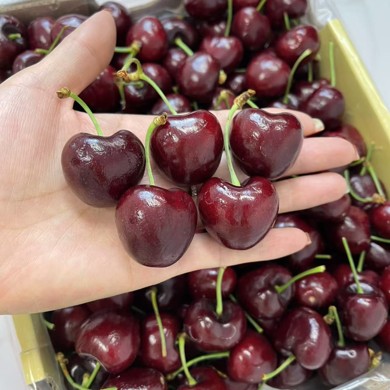 A 智利进口海运拉宾斯车厘子3-5J 5斤装 脆甜爆汁 内附果径卡