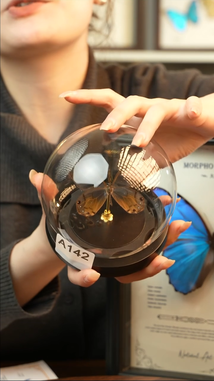 黄晶眼蝶小玻璃罩款A142