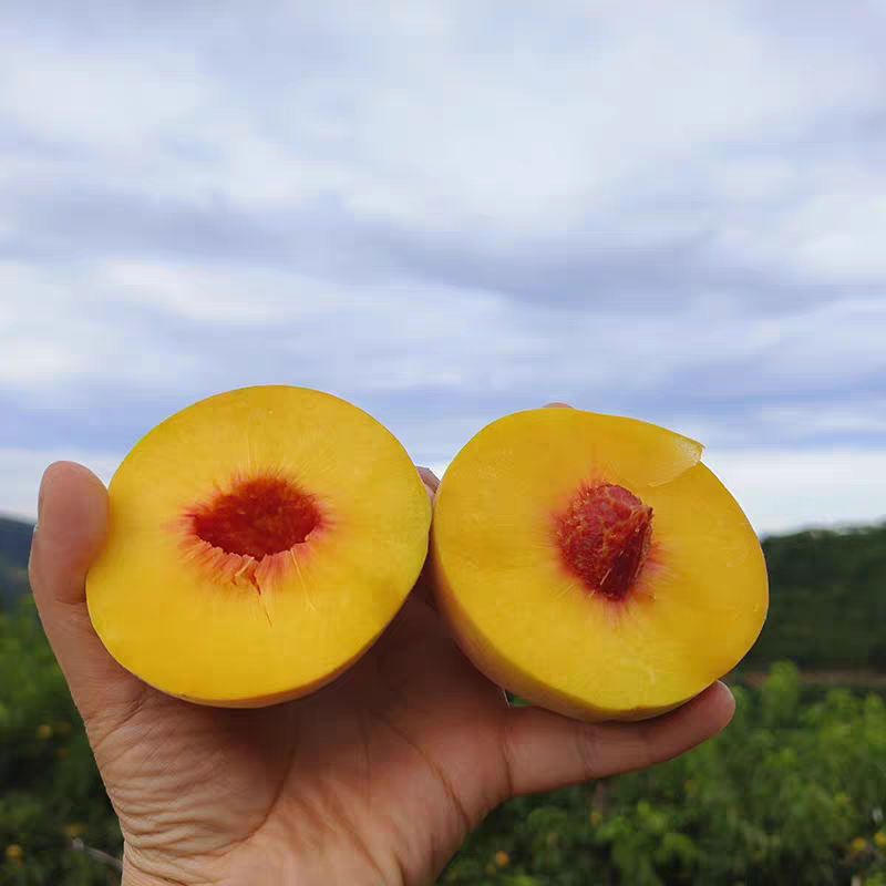 【现摘鲜桃】纯甜正宗锦绣黄桃 个大新鲜产地直发应季水果红心肉多