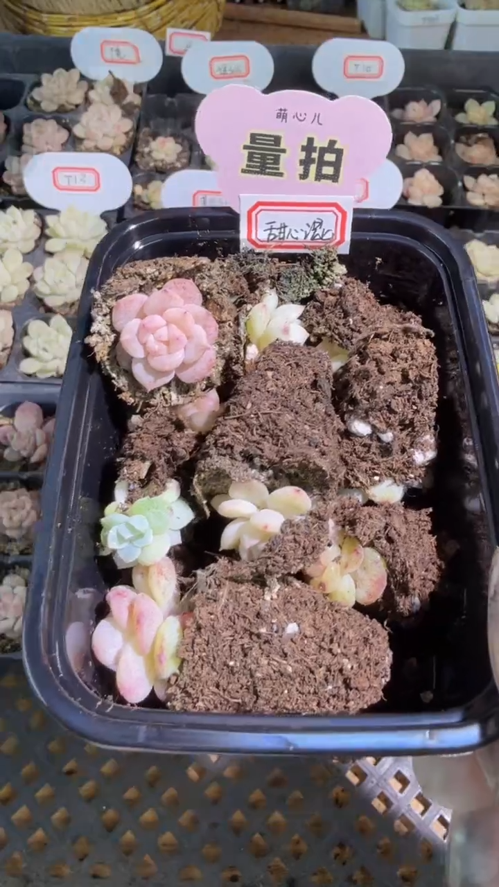 B-穴盘小苗混9颗量拍混发（不标注个体名）