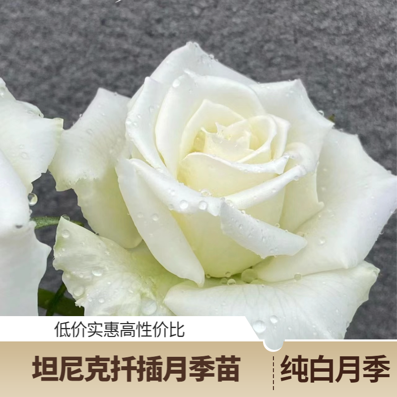 坦尼克纯白色月季盆栽四季开花耐寒抗病玫瑰庭院阳台切花月季园