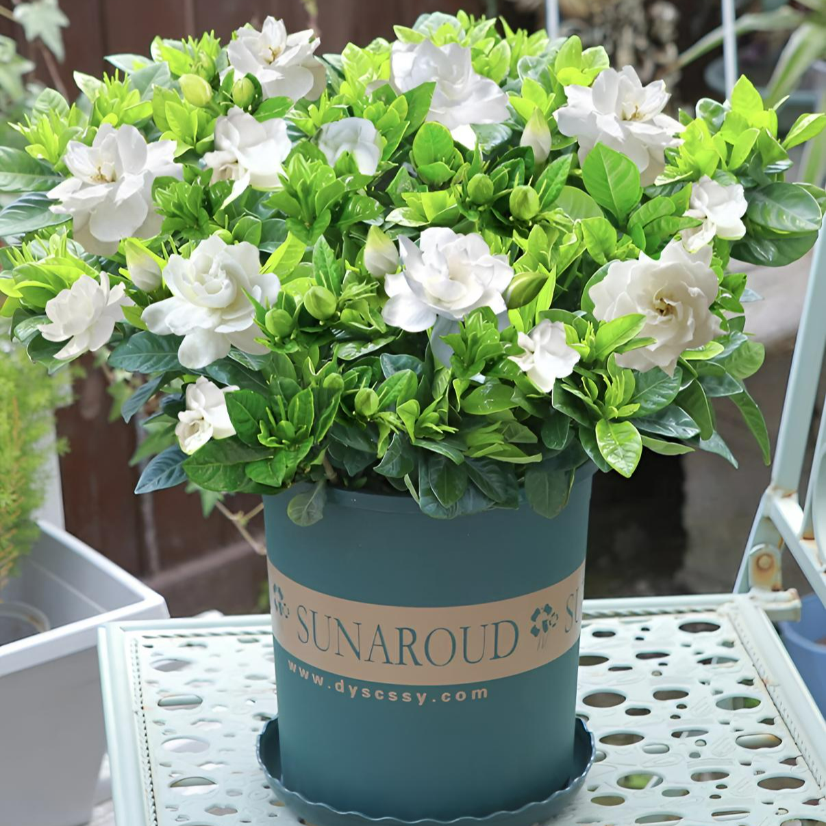 大叶栀子花盆栽幼苗花卉浓香型开花庭院阳台花卉绿植当前无花苞商品图