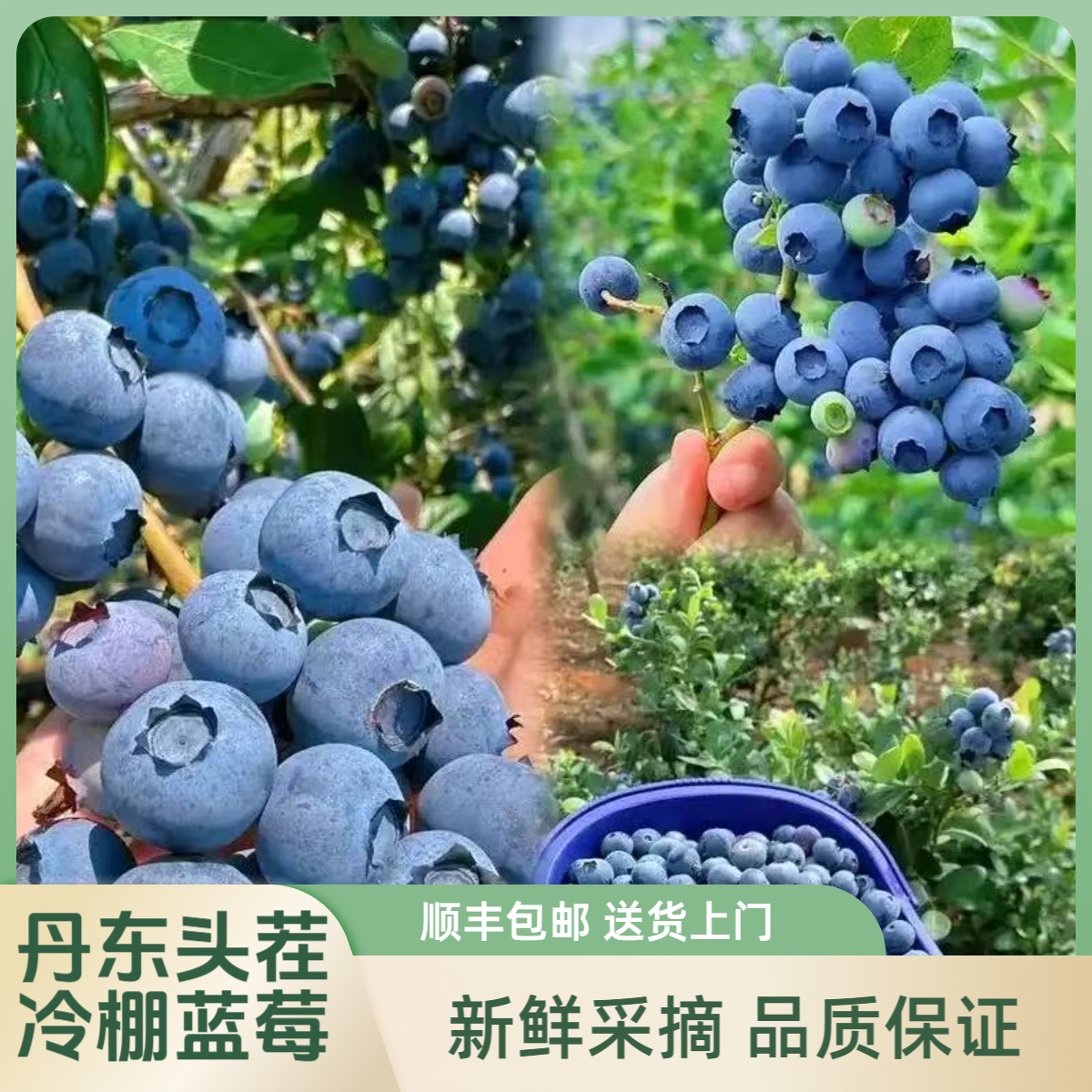 【脆甜爆汁】12-18mm规格 顺丰包邮 丹东冷棚蓝莓 孕妇孩子水果 脆甜新鲜 现摘现发 花青素100g/盒-W-CPM辽宁省