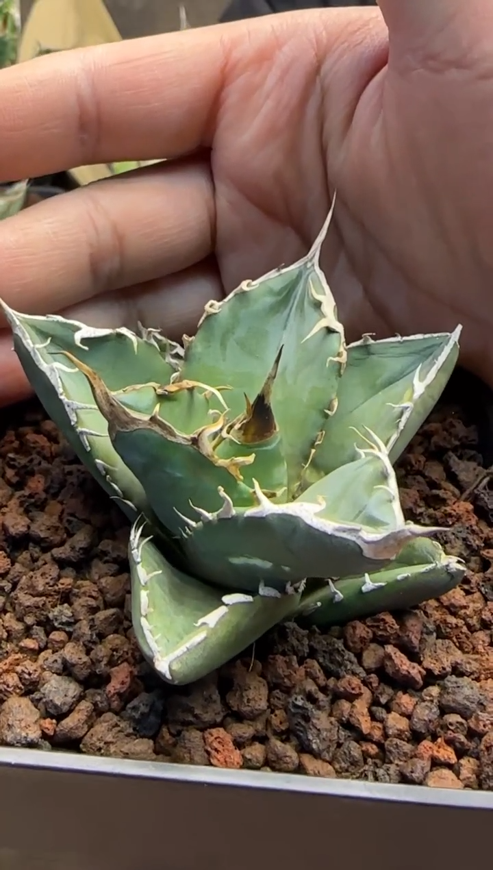 【闪购商品】实生籽播仁王冠龙舌兰