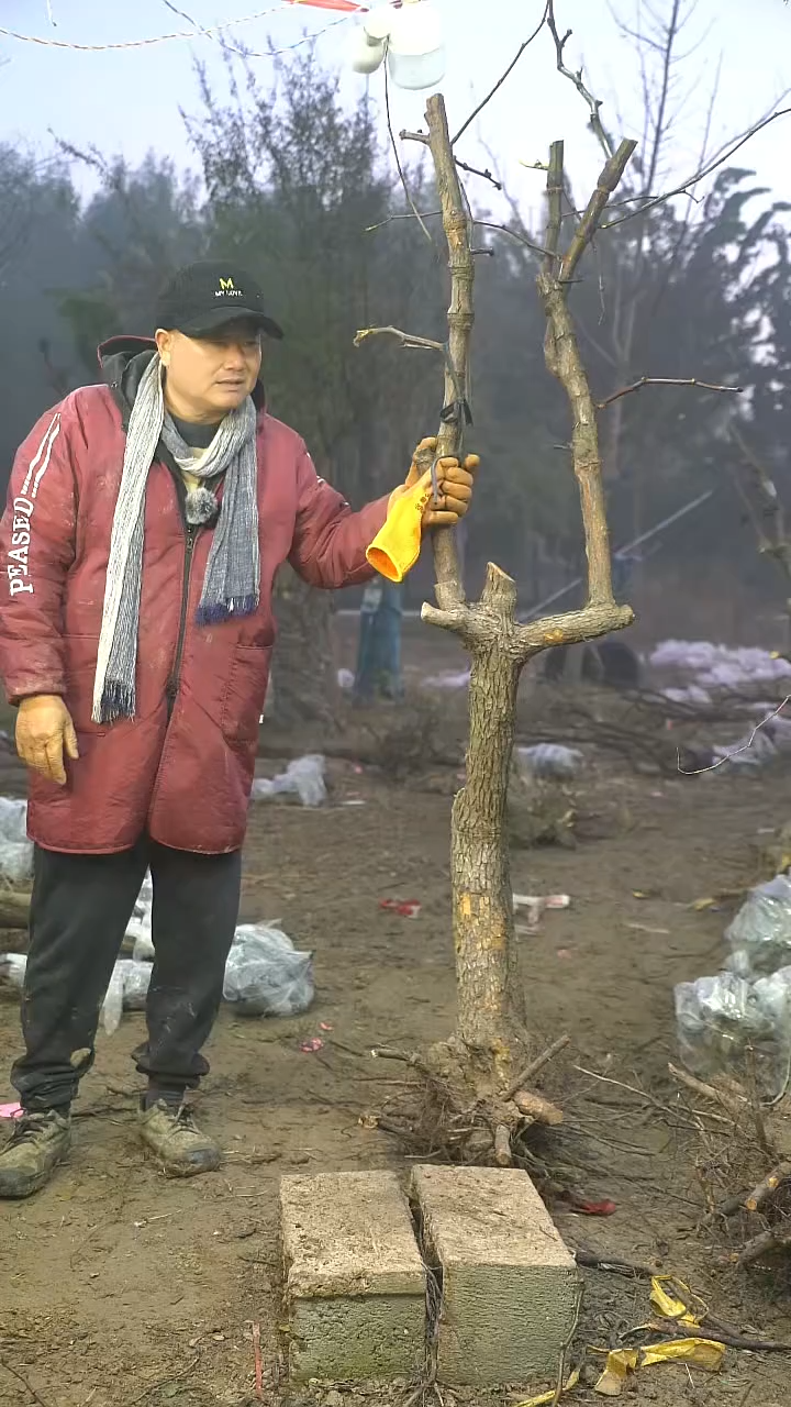 完全开放枣树104