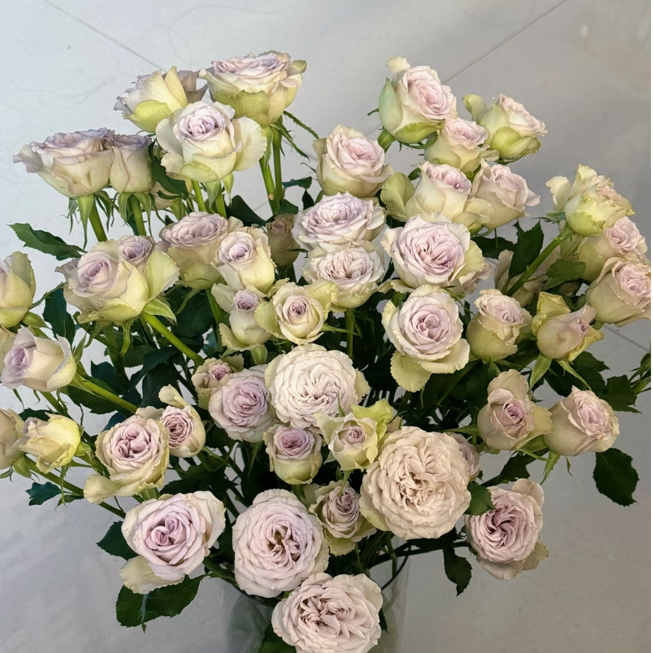 10枝【钟楼怪人】多头玫瑰 一单中通二单中通冷链三单顺丰冷链包邮