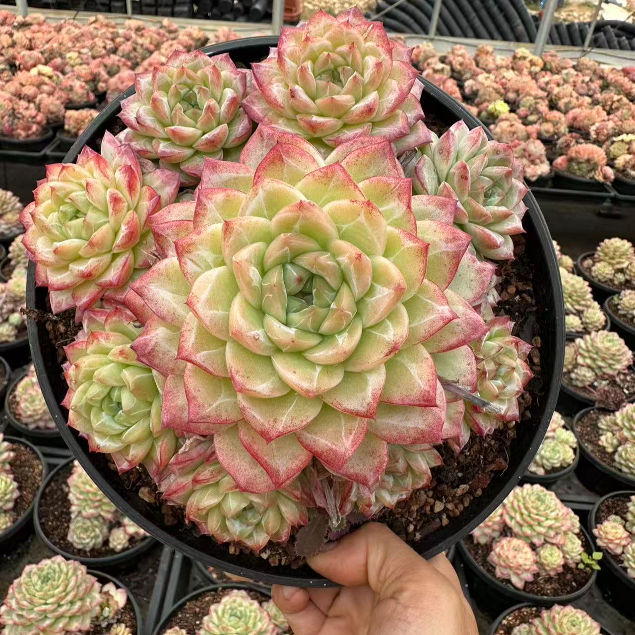18#白玉堂多肉植物 前男友精品多肉 
