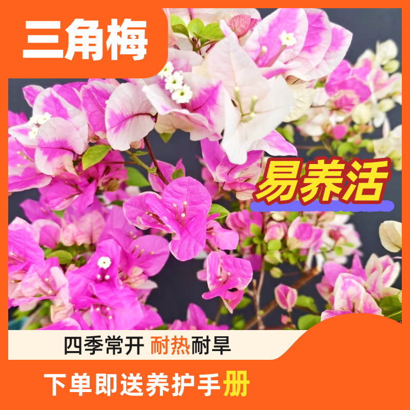 稀有品三角梅四季开花绿红樱带花苞盆栽阳台好养植物