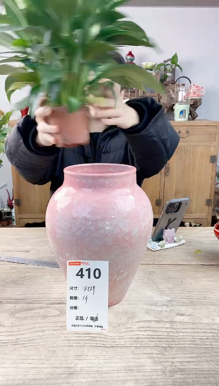 晴好园艺直播编号410