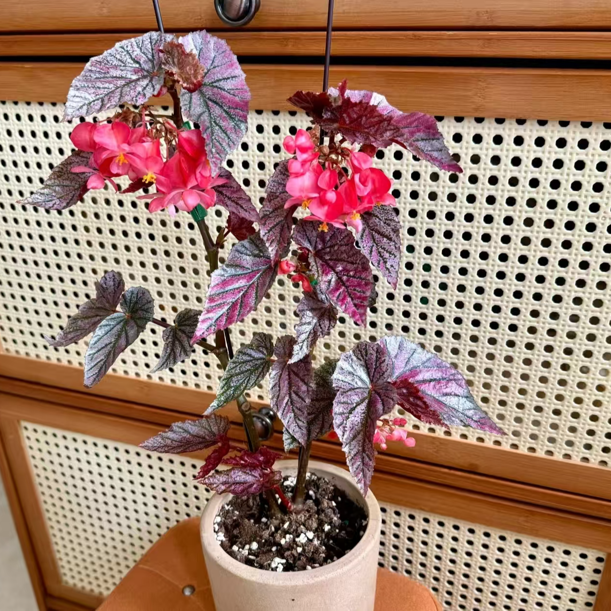 【热植馆】莫里斯秋海棠好养网红ins风带植物绿植花卉植物室内植物