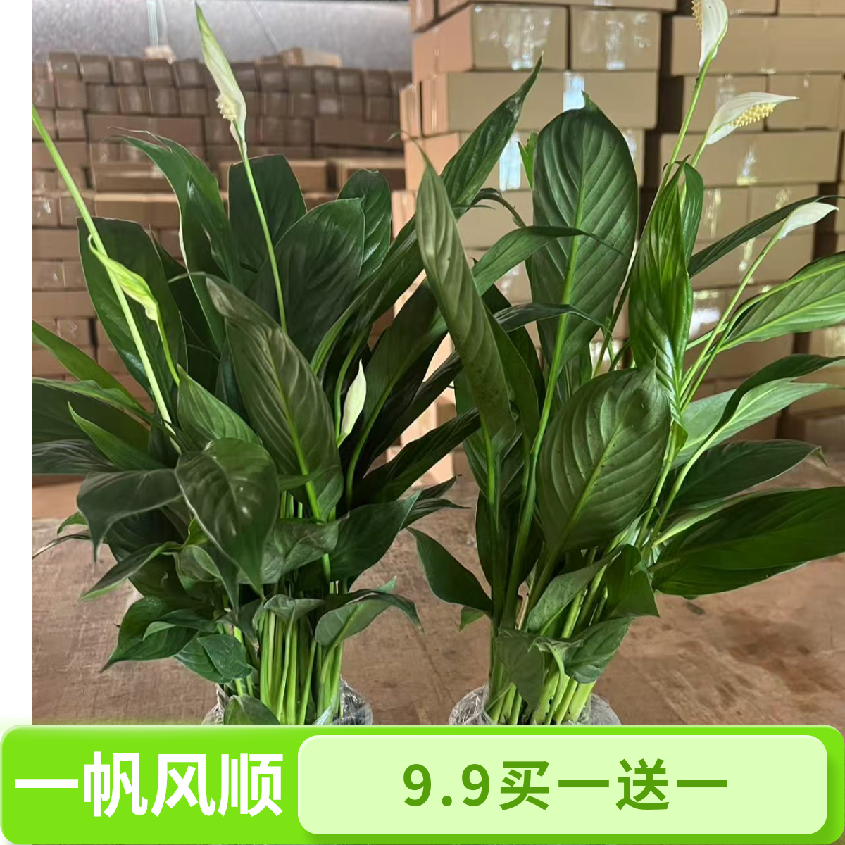 【买一送一土球发货】白掌盆栽一帆风顺花卉植物室内水培绿植办公室