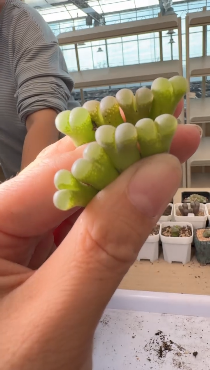24-228多肉植物肉锥