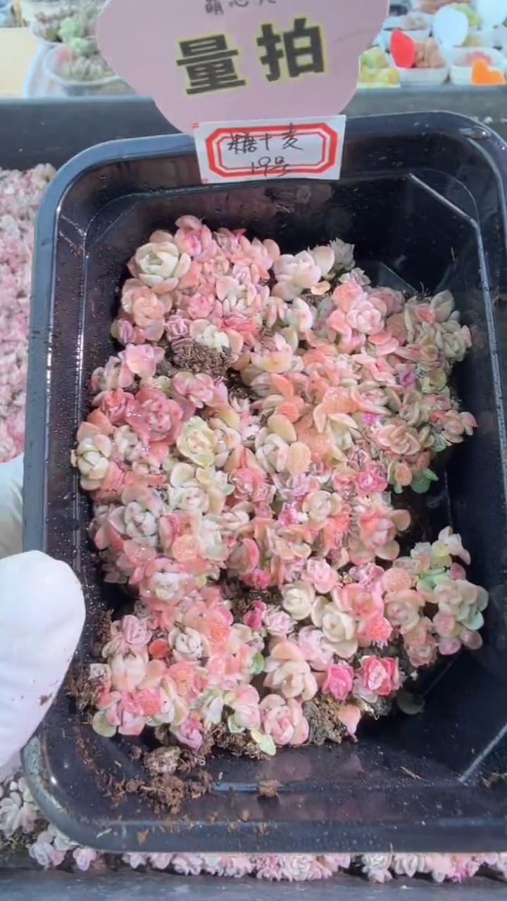 19号切糕1盒 量拍多肉植物