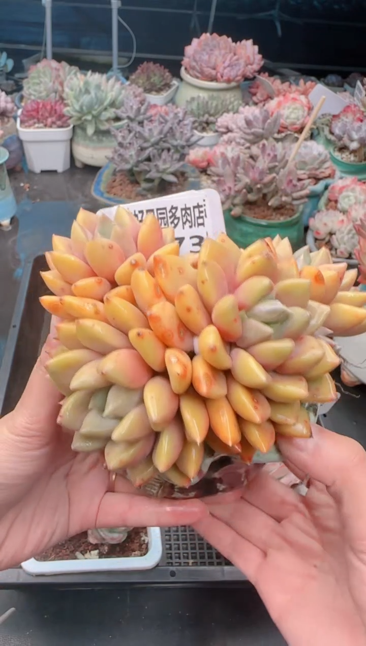 【闪购商品】9273.