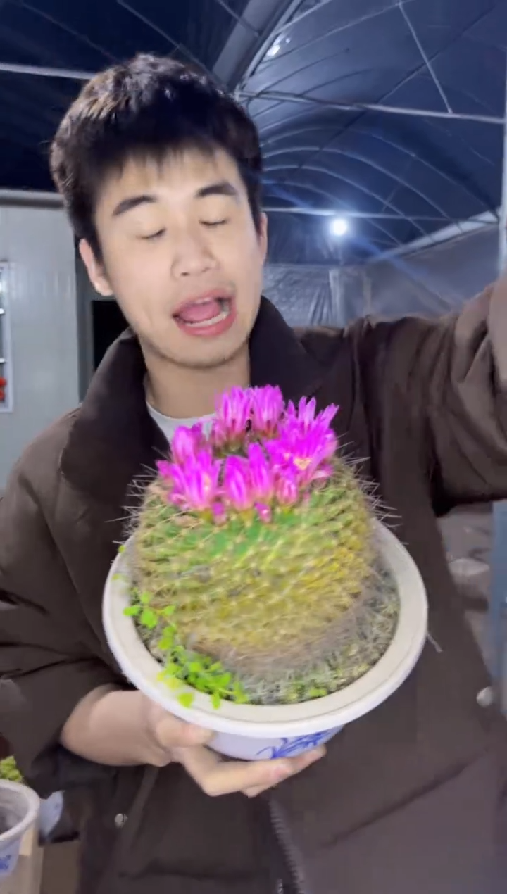 【闪购商品】超大 紫光殿 15cm+